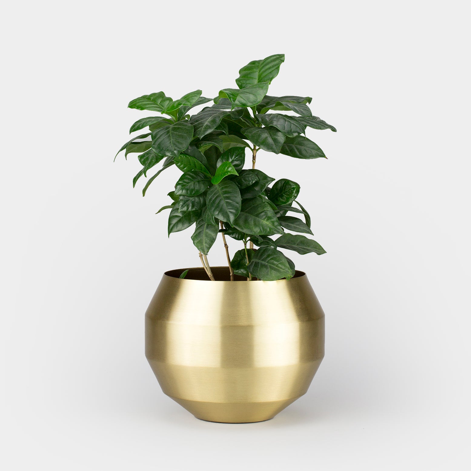 Brass Pitch Planter